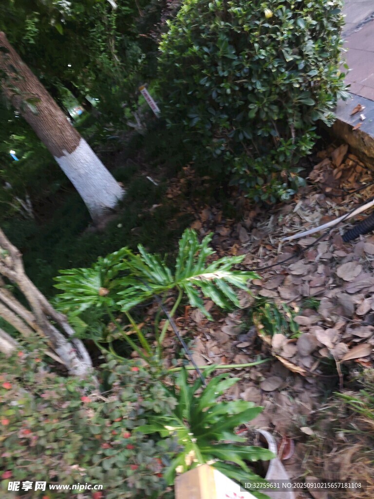 庭院绿植景观一角