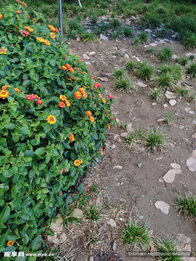 花园小径旁的多彩花卉