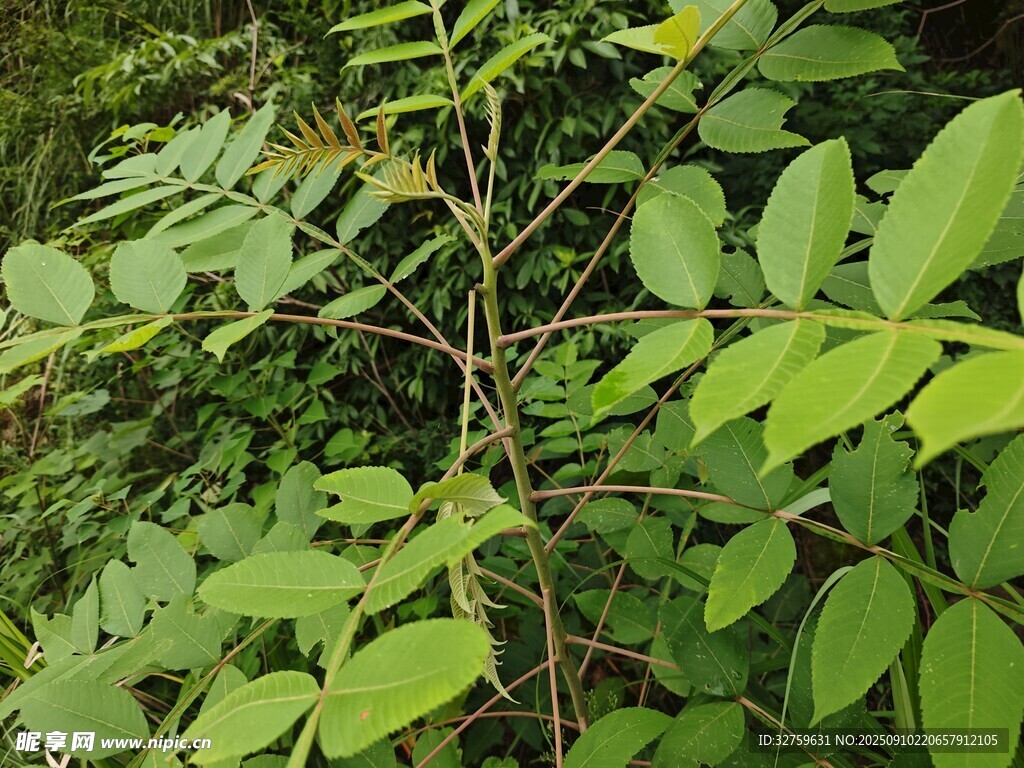 绿叶繁茂的植物枝条