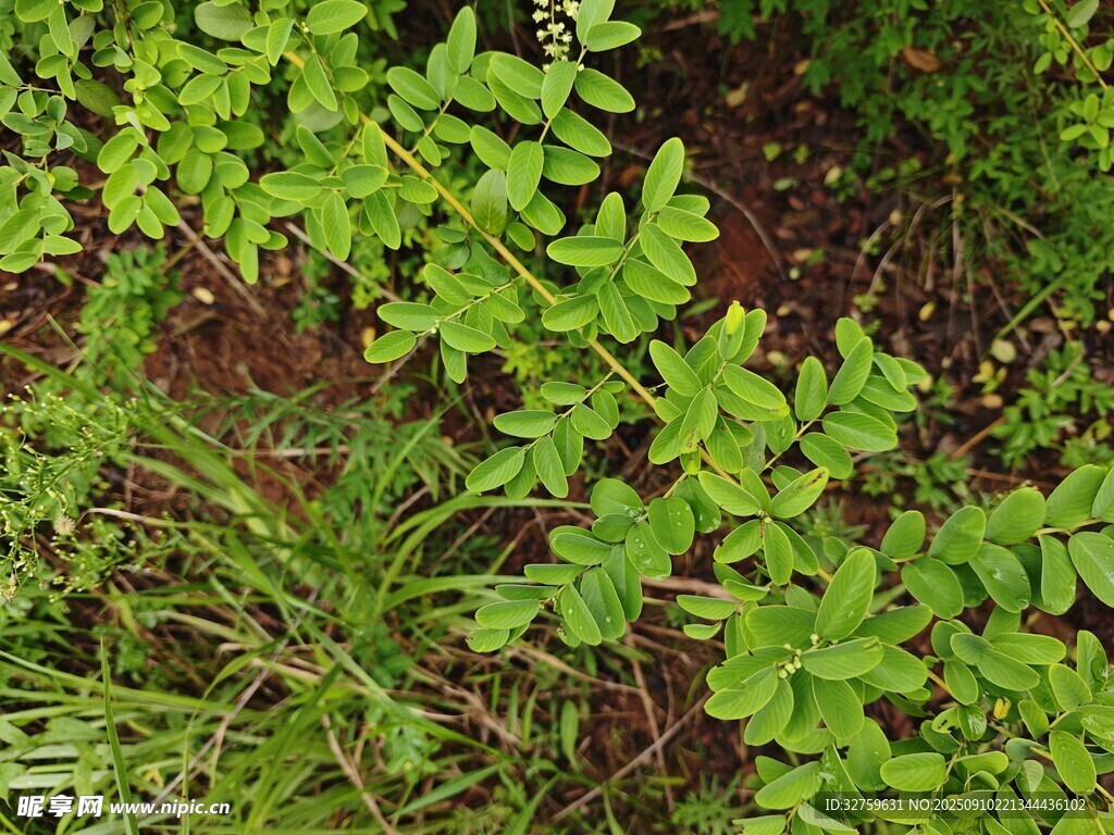 地面上的嫩绿植物