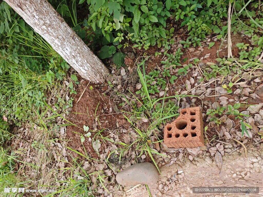 树下砖块与绿植景象