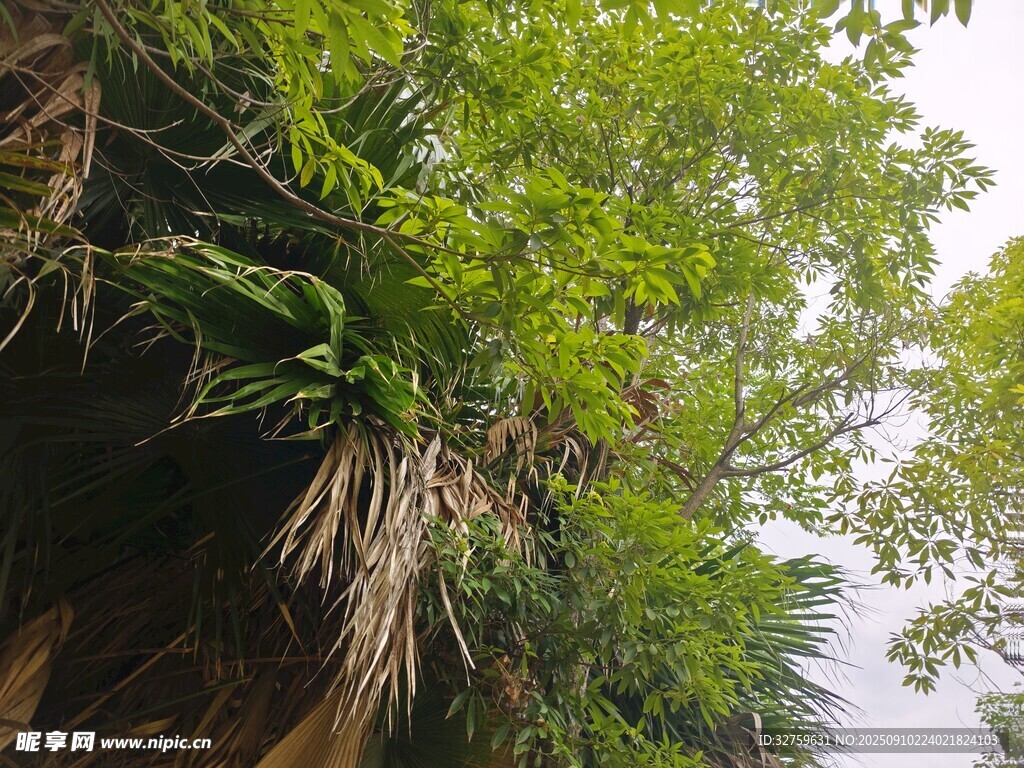 崖壁上的繁茂绿植