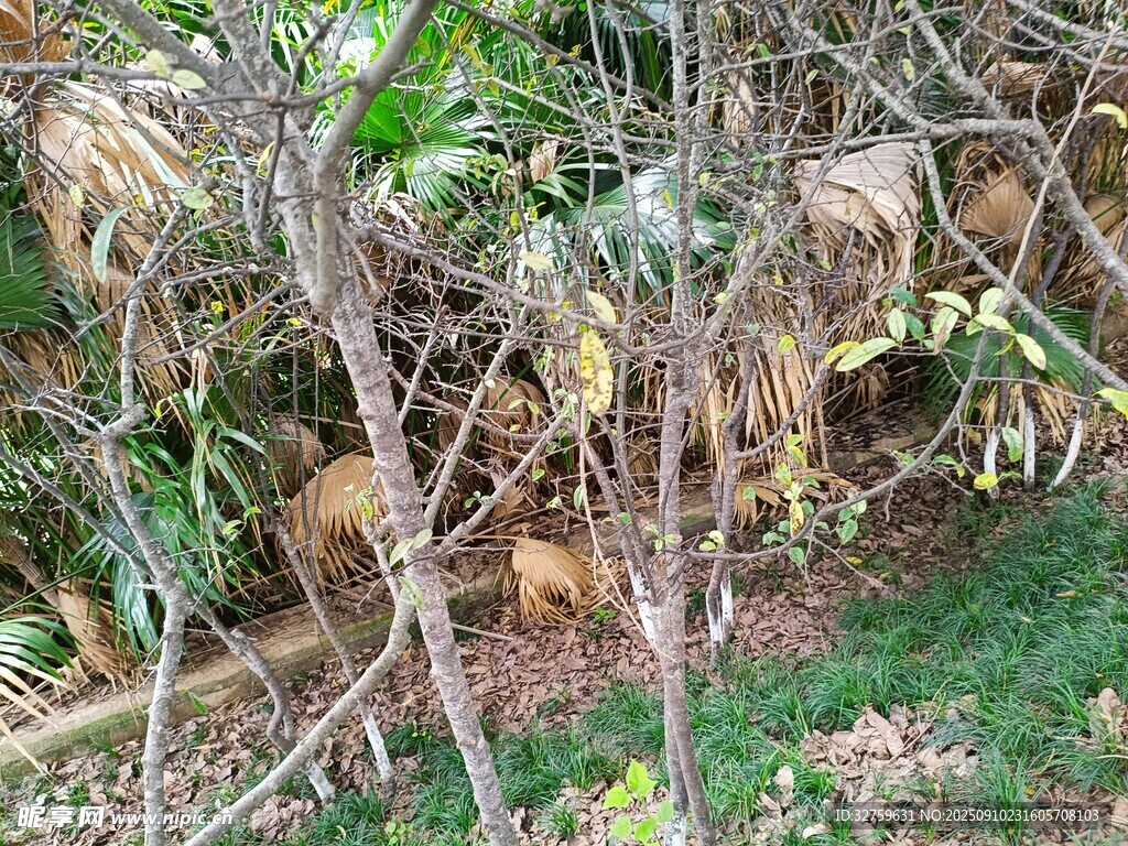 杂乱枯枝旁的绿色植物