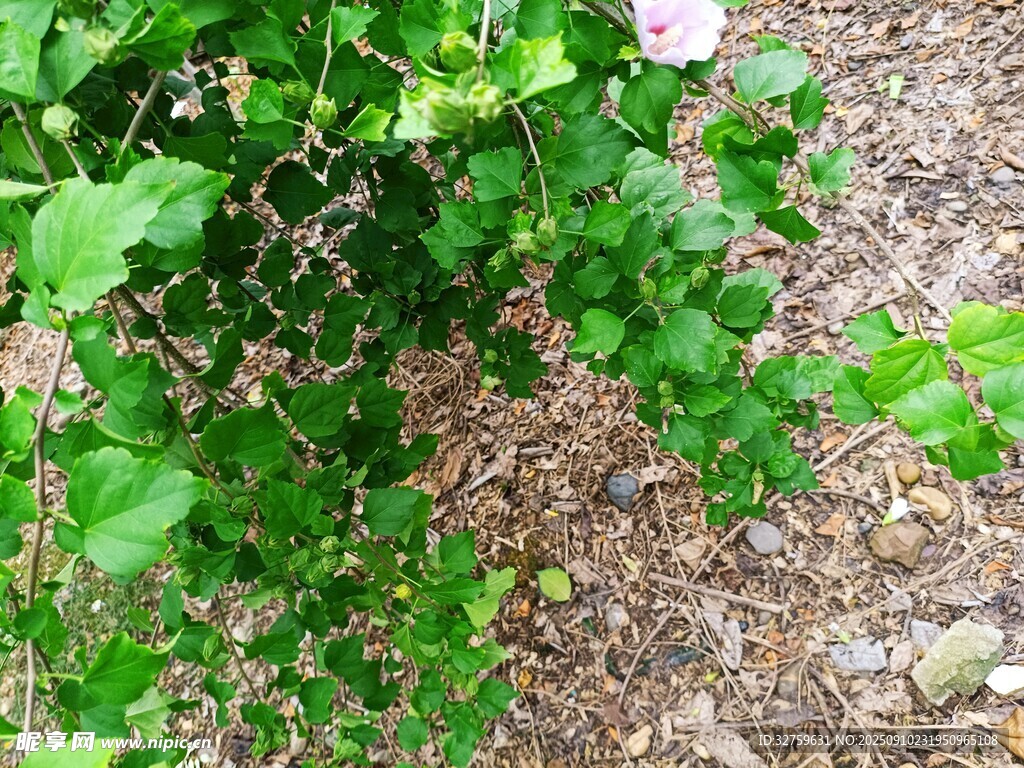 绿叶繁茂的植物景观