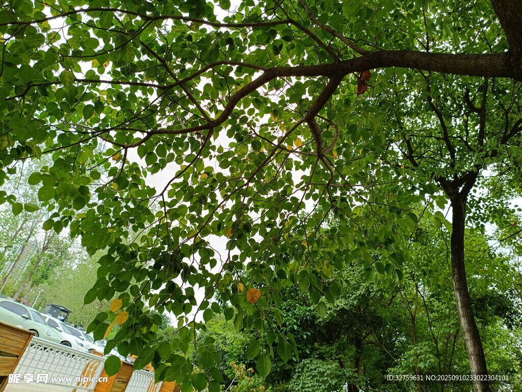 绿叶繁茂的树木景观