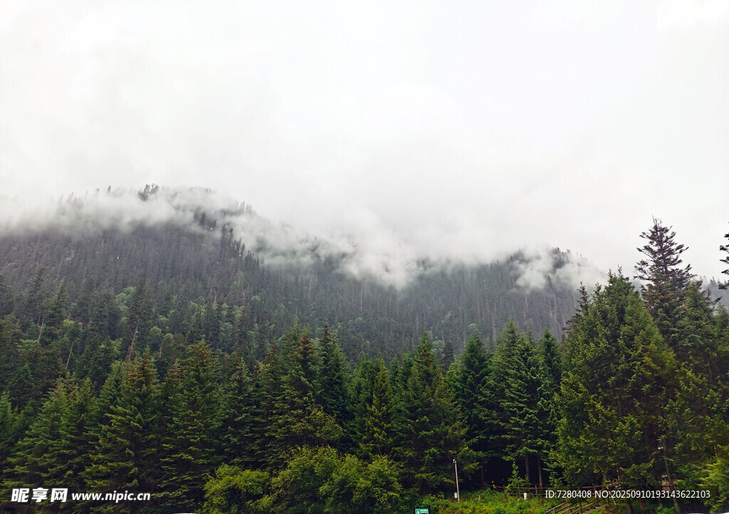 云雾缭绕的茂密森林