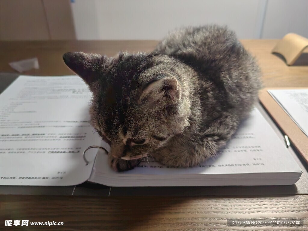 猫咪趴书本上专注模样
