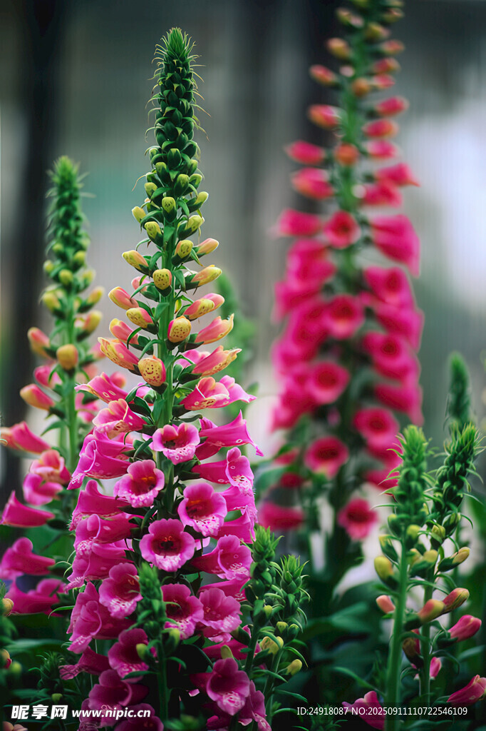 美丽鲜花 鲜花背景 鲜花特写