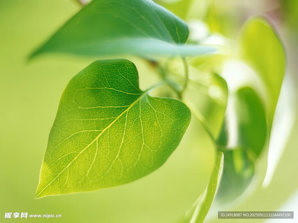 嫩绿叶片的清新瞬间