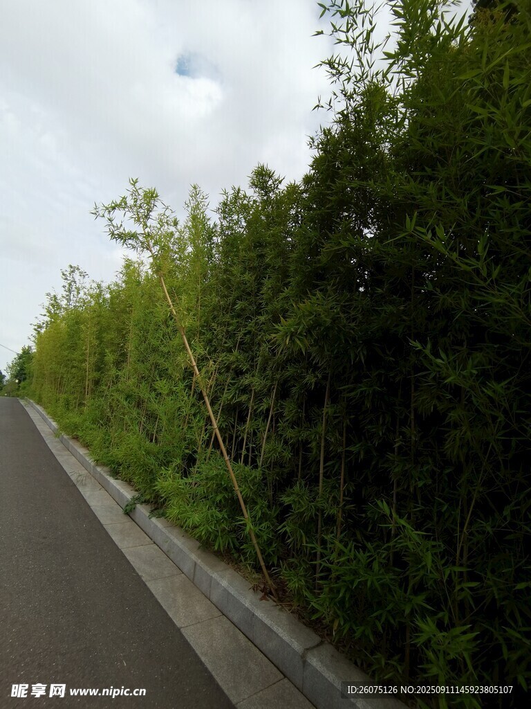 路边葱郁竹林景观