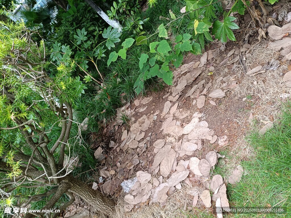 山坡上的石块与绿植