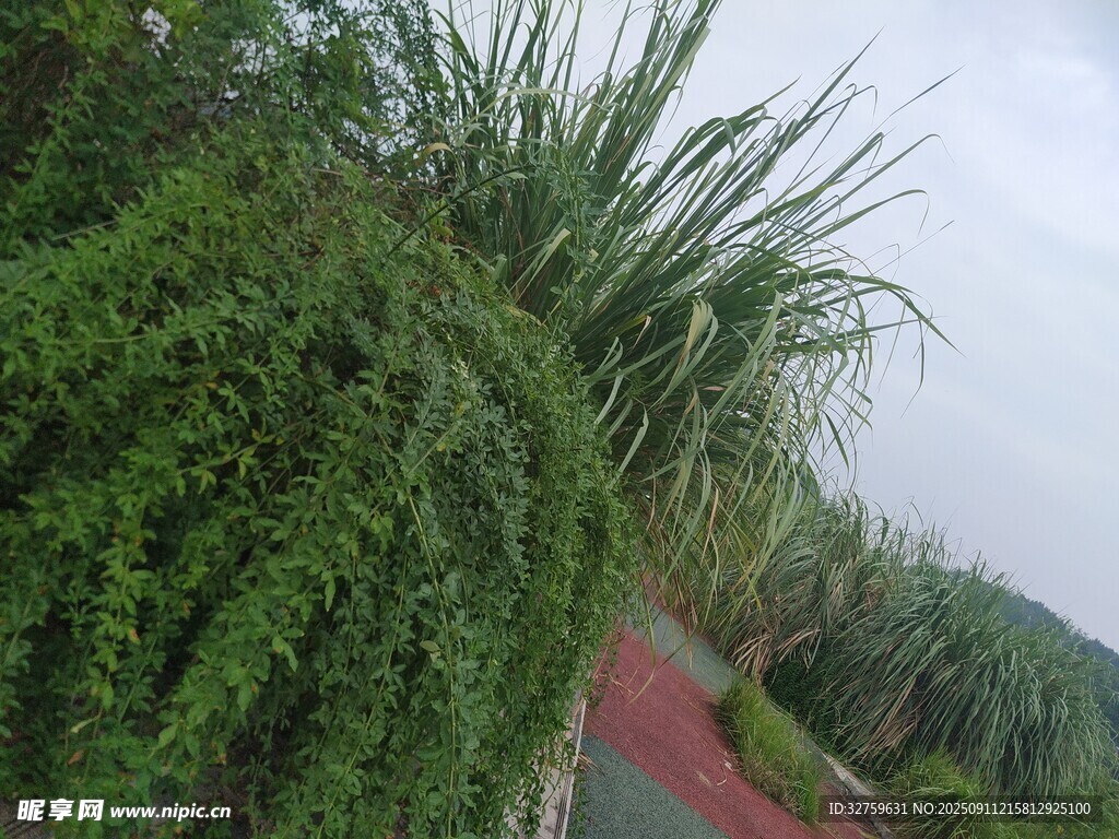 路边繁茂绿植景观