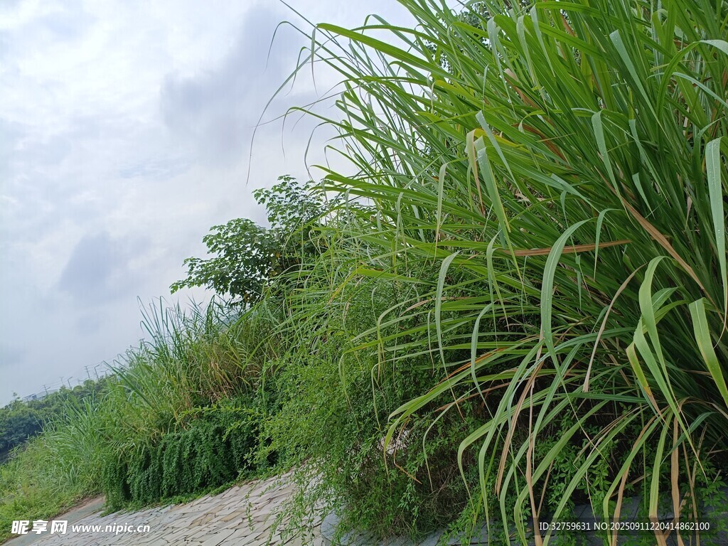 路边茂盛的绿色植物景观
