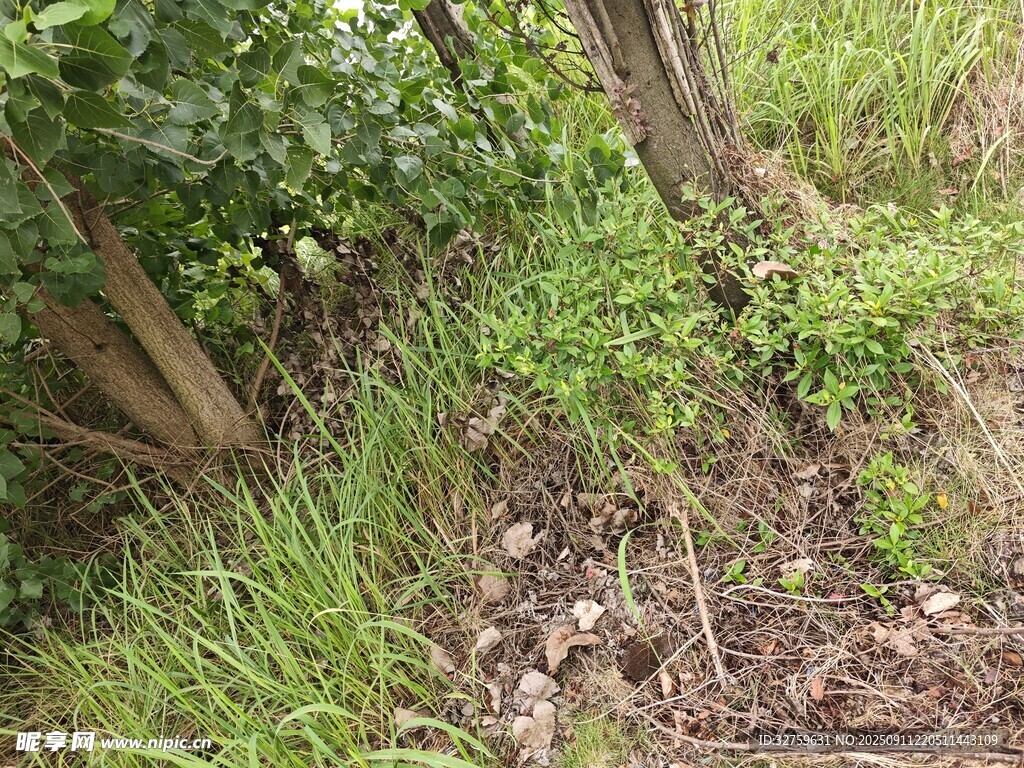 野外草木丛生的自然景象