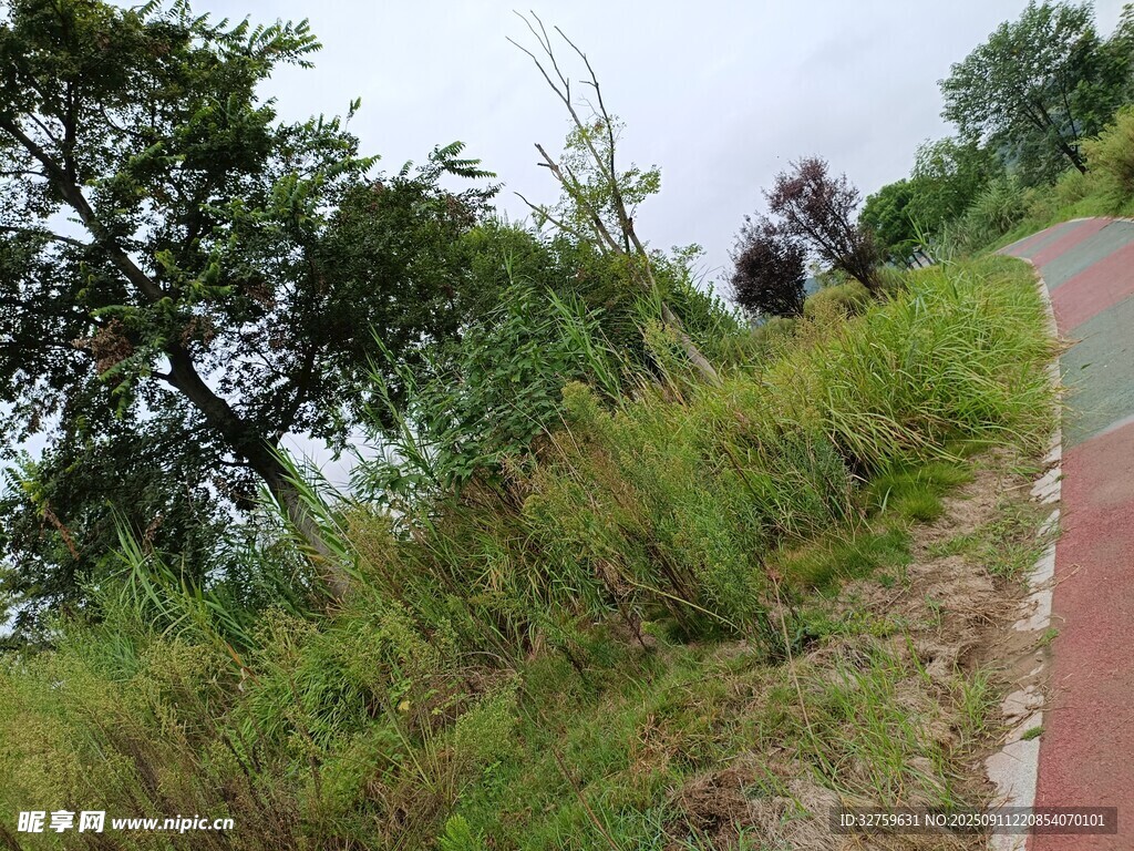 山间蜿蜒小路与葱郁草木