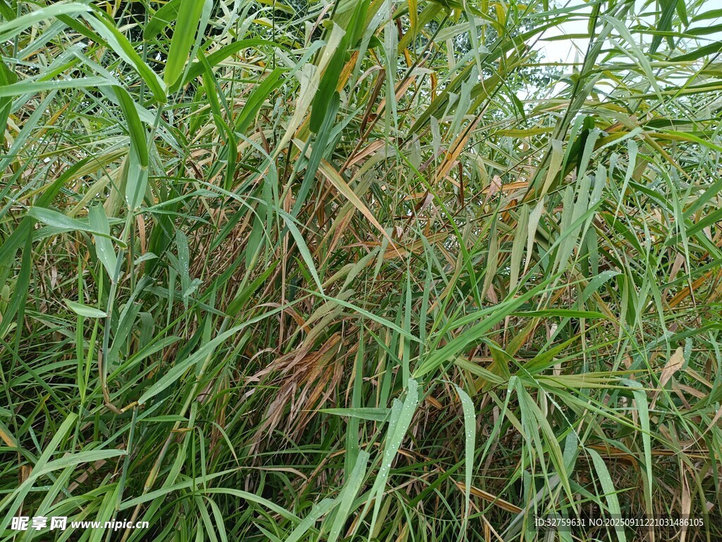 茂盛的绿色草丛