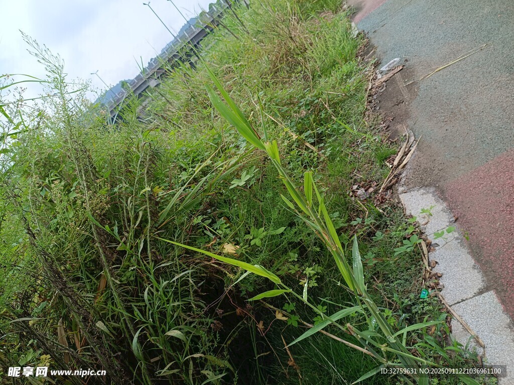 岸边繁茂的绿色植物景观