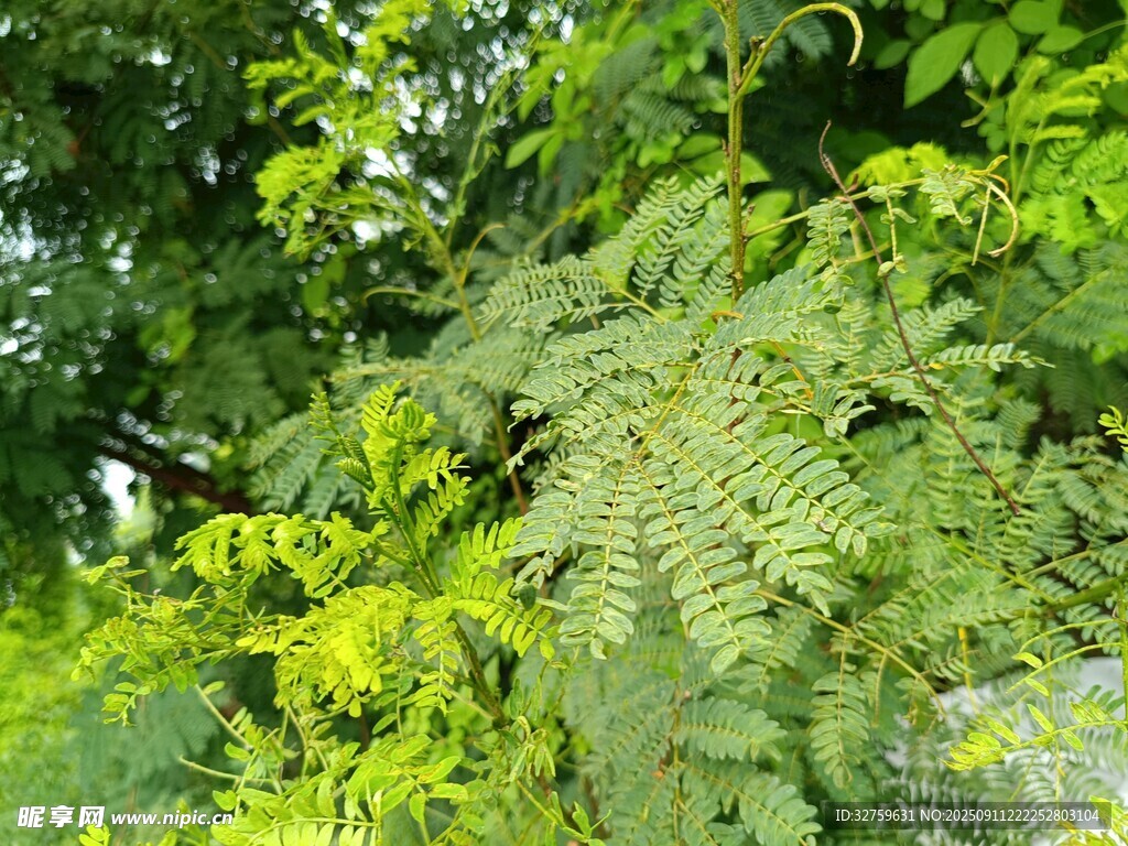 翠绿繁茂的枝叶景观