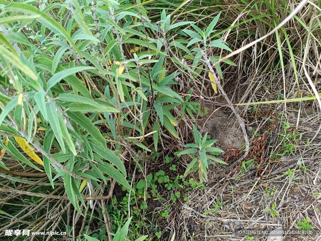 草丛中的带刺植物