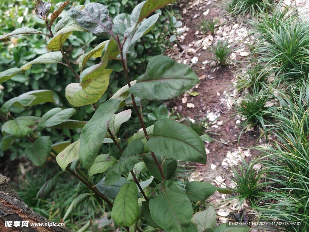 绿叶繁茂的植物景观