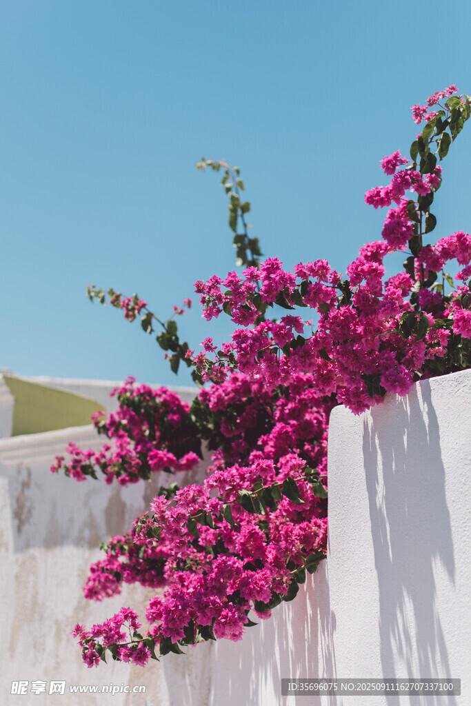 墙边绽放的艳丽三角梅