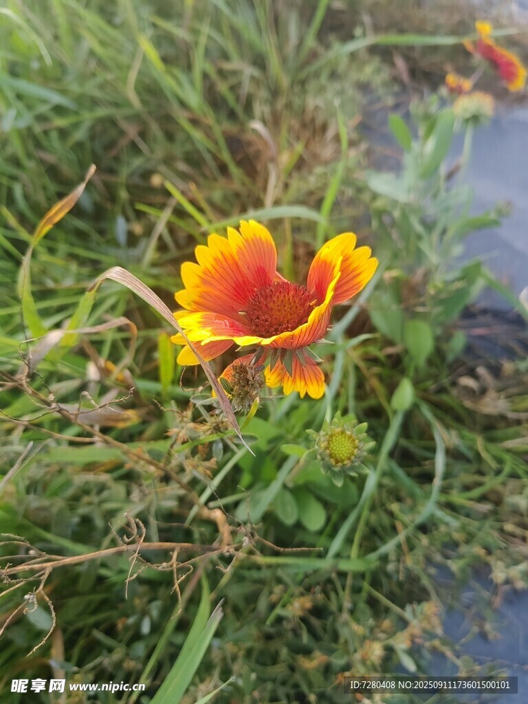 草丛中的艳丽双色花朵