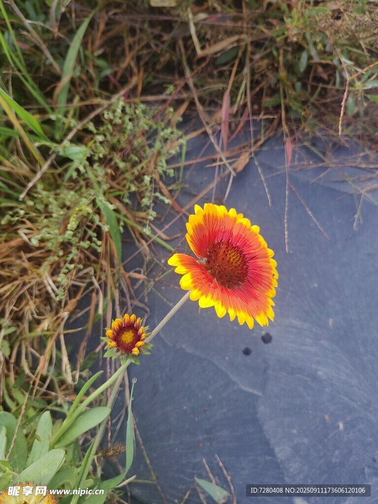 水边绽放的艳丽花朵