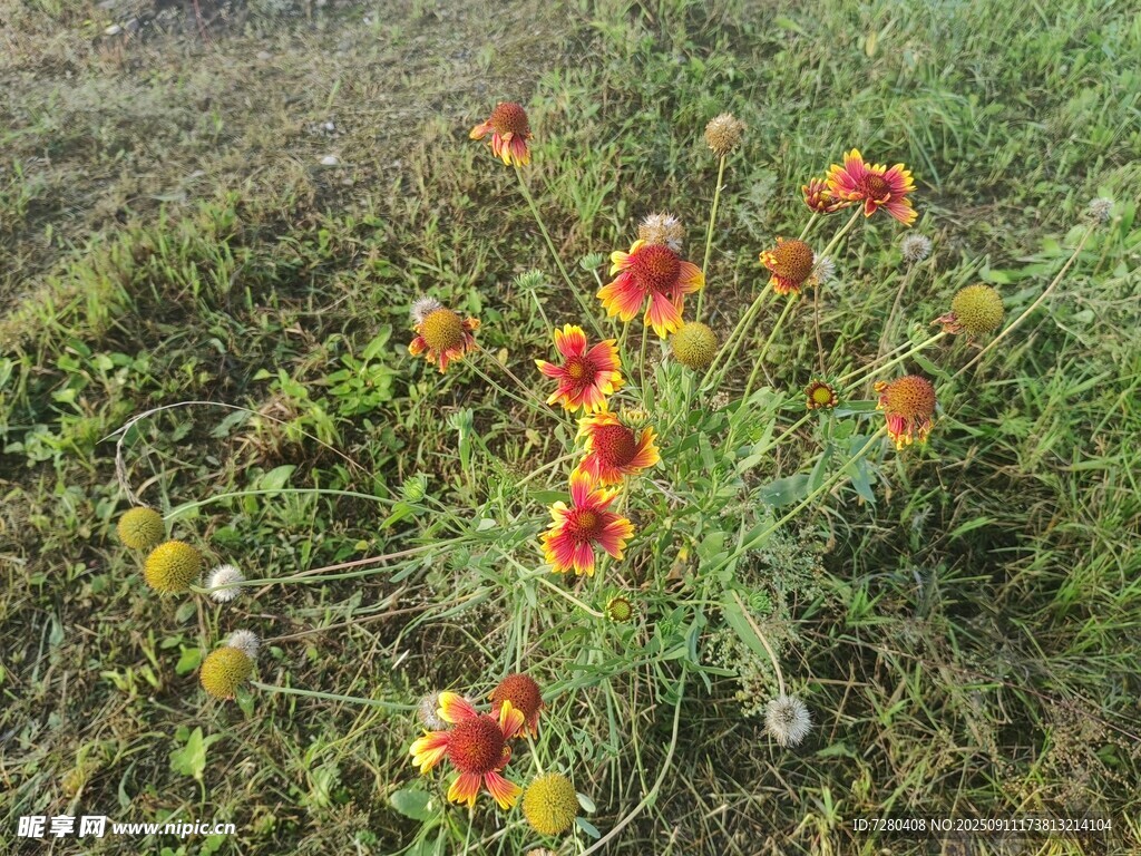 田野中的艳丽野花