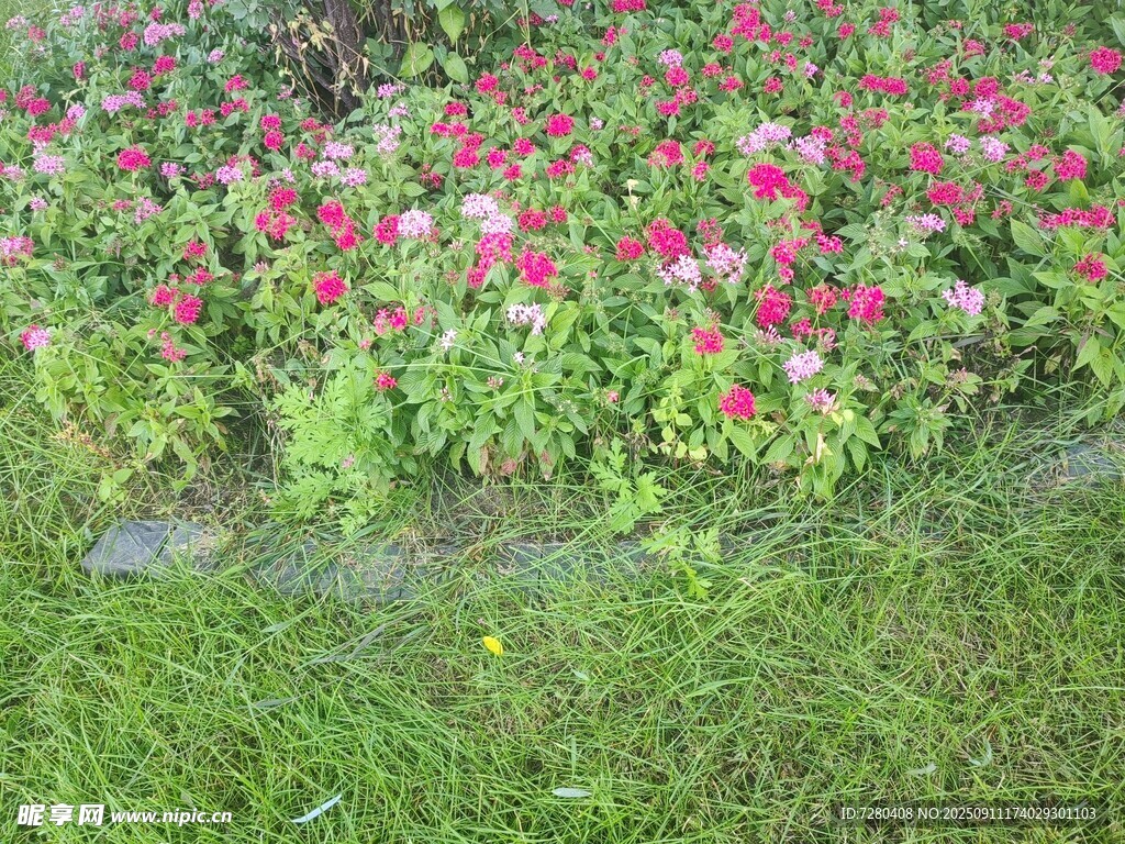 多彩花丛与翠绿草地