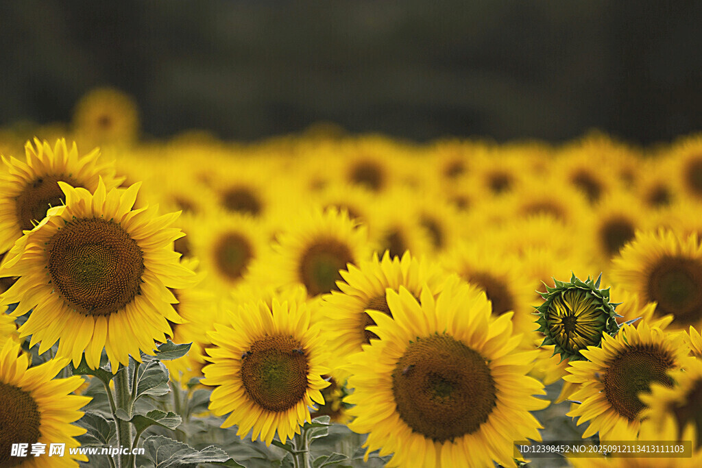 金黄向日葵花海绽放