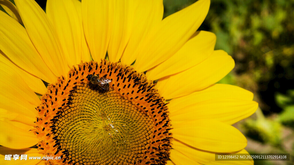 向日葵上的蜜蜂