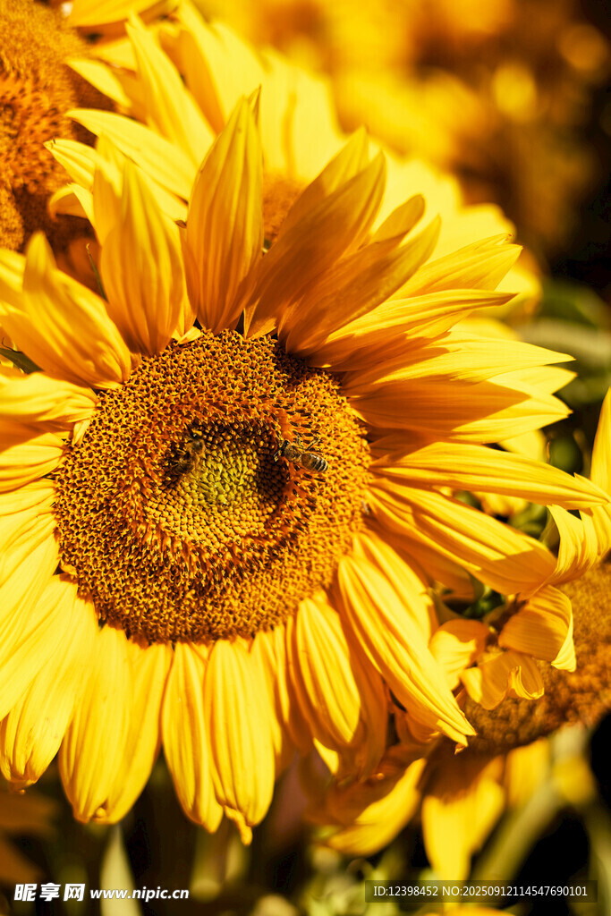 绽放的向日葵与蜜蜂