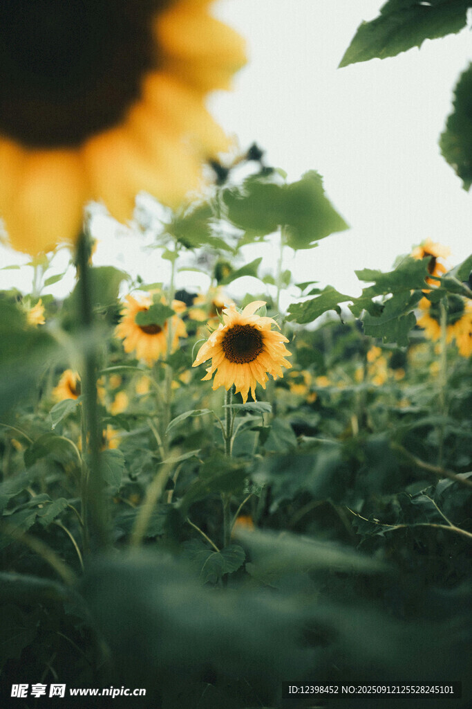 向日葵花海