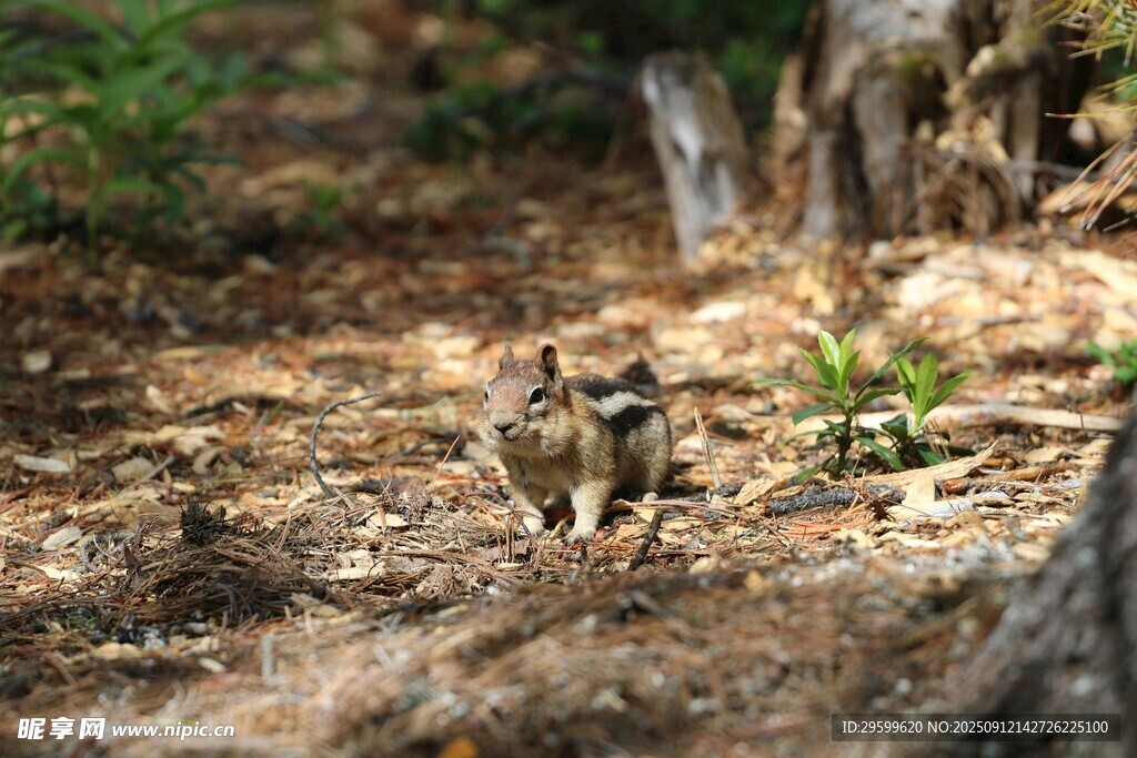 林间小松鼠