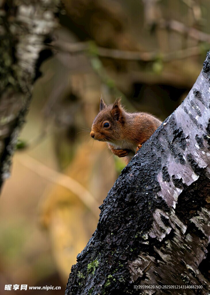 树干上的可爱小松鼠