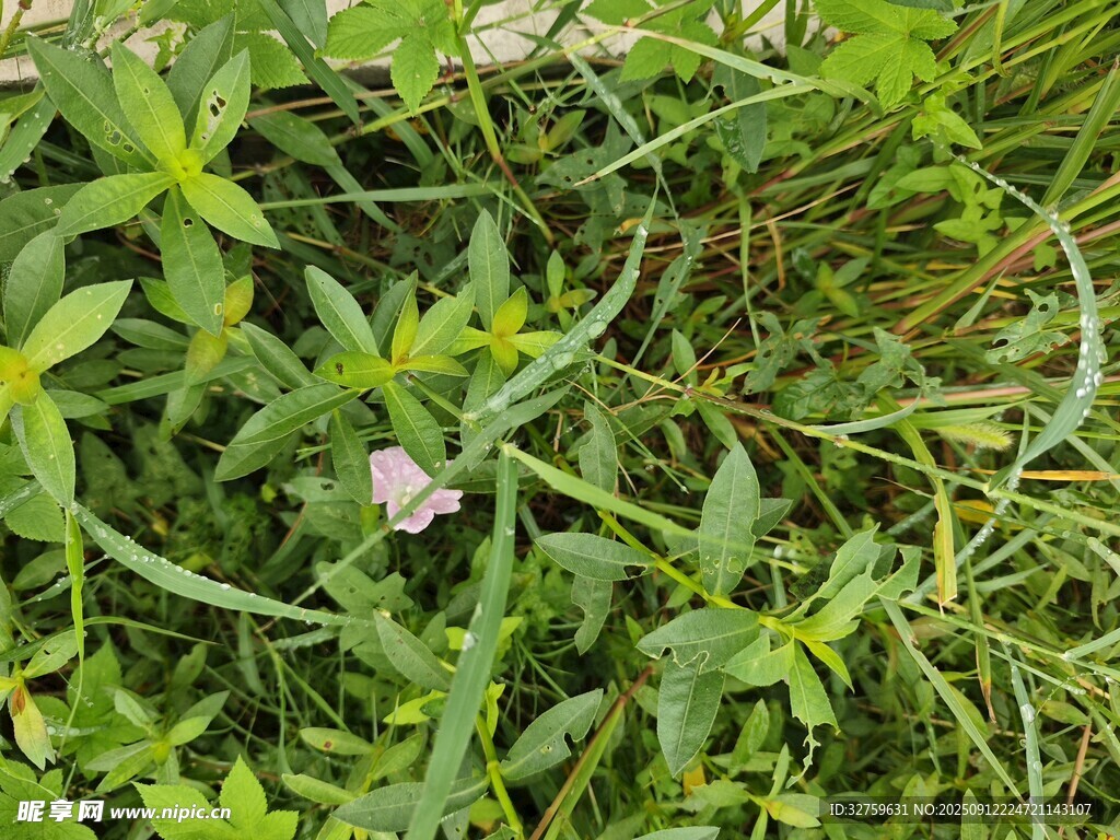 野外繁茂的绿色植物花卉