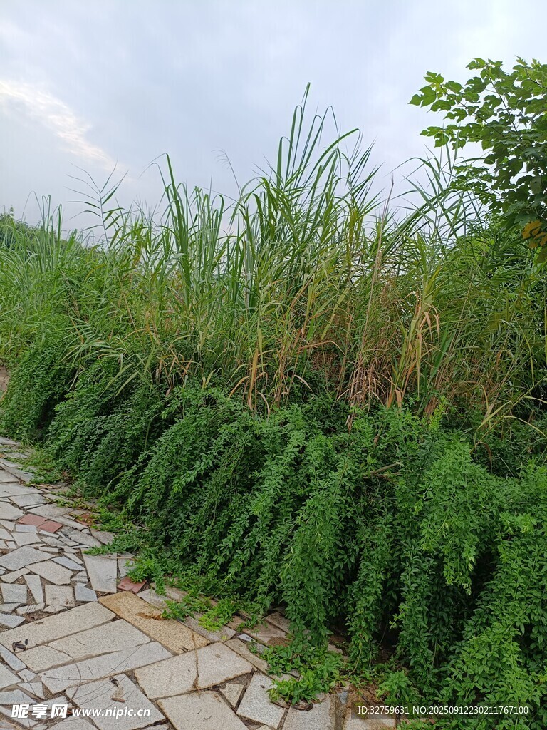 石径旁的繁茂绿植