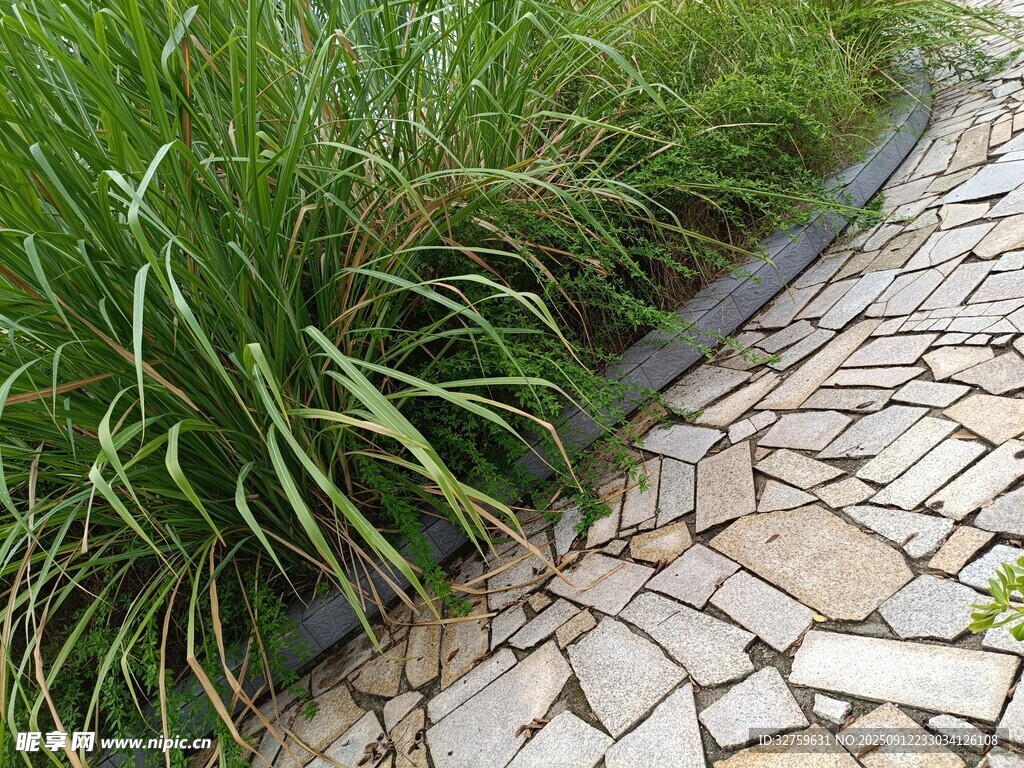 石径旁的葱郁绿植