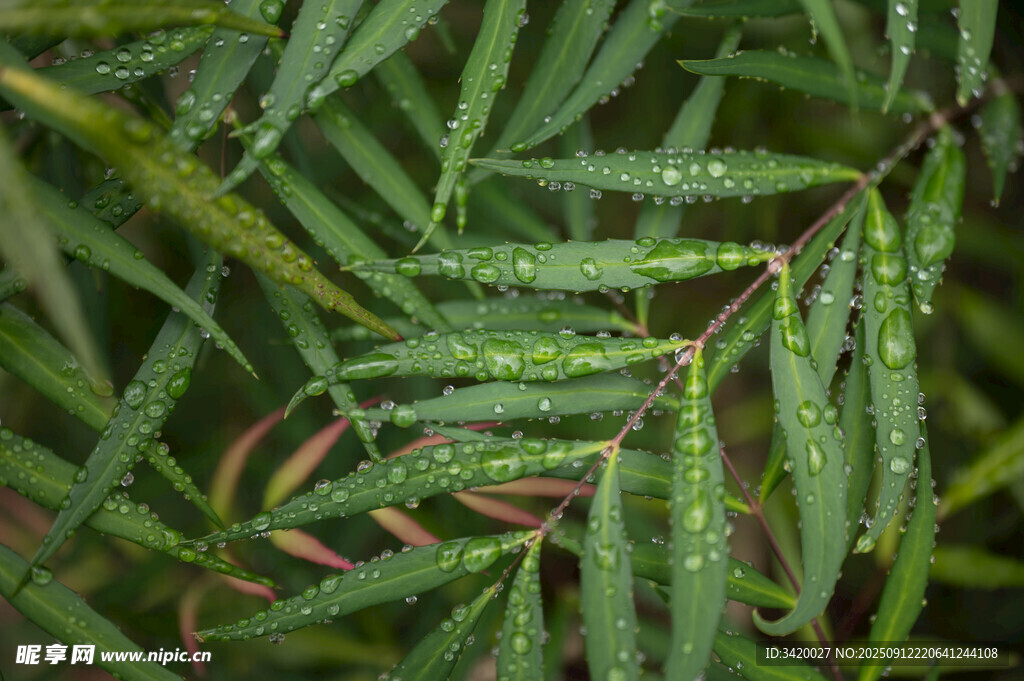 带露珠的翠绿枝叶