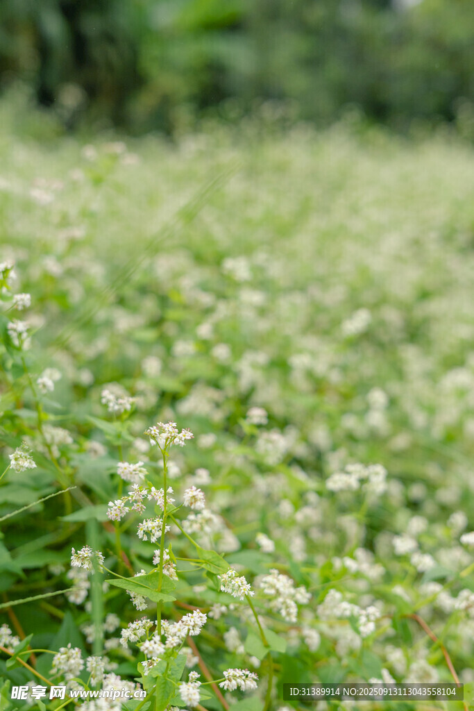 白色小花铺满的清新草地