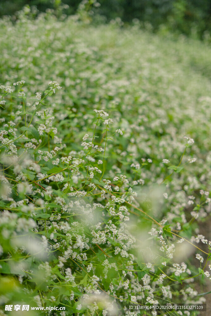 繁茂荞麦田景