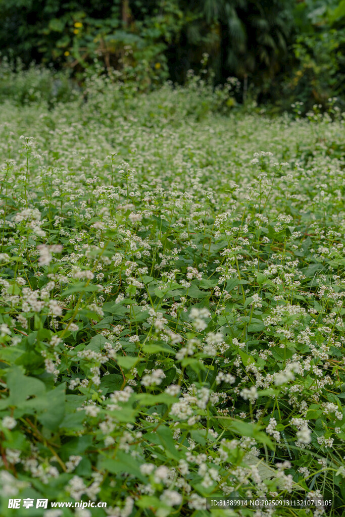 繁茂荞麦田