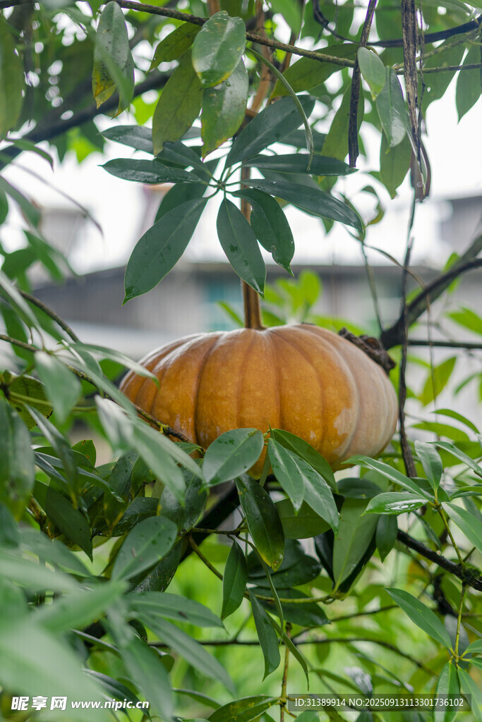 树上的橙色南瓜