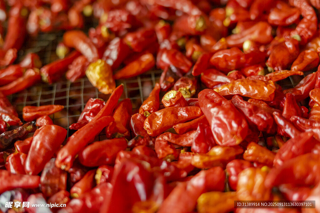 晾晒中的红辣椒