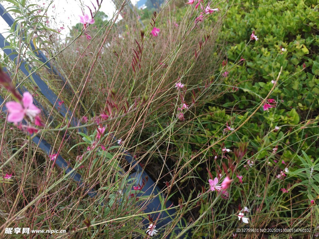 粉色小花与绿植景观