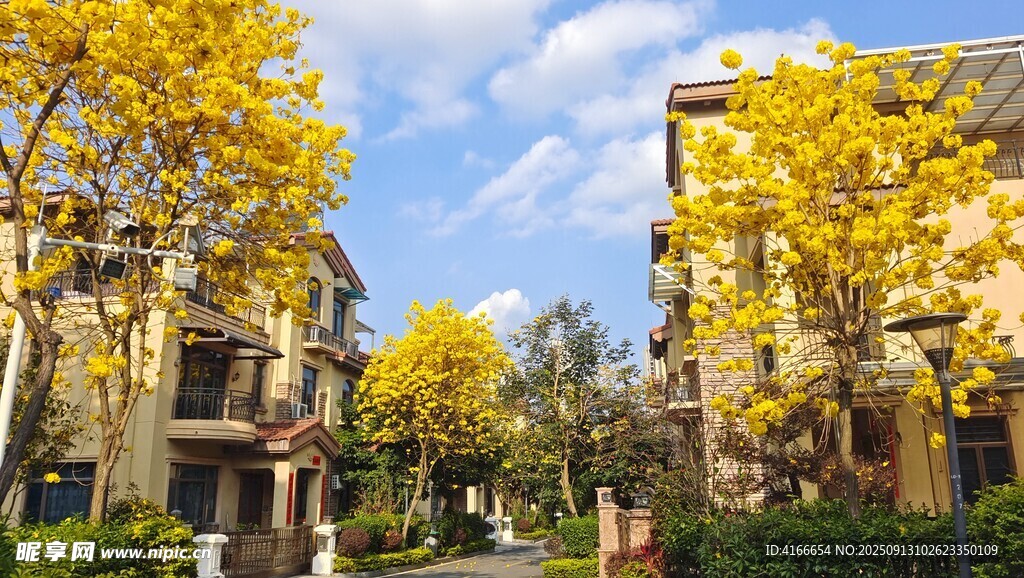 别墅小区里的金黄树木黄花凤玲木