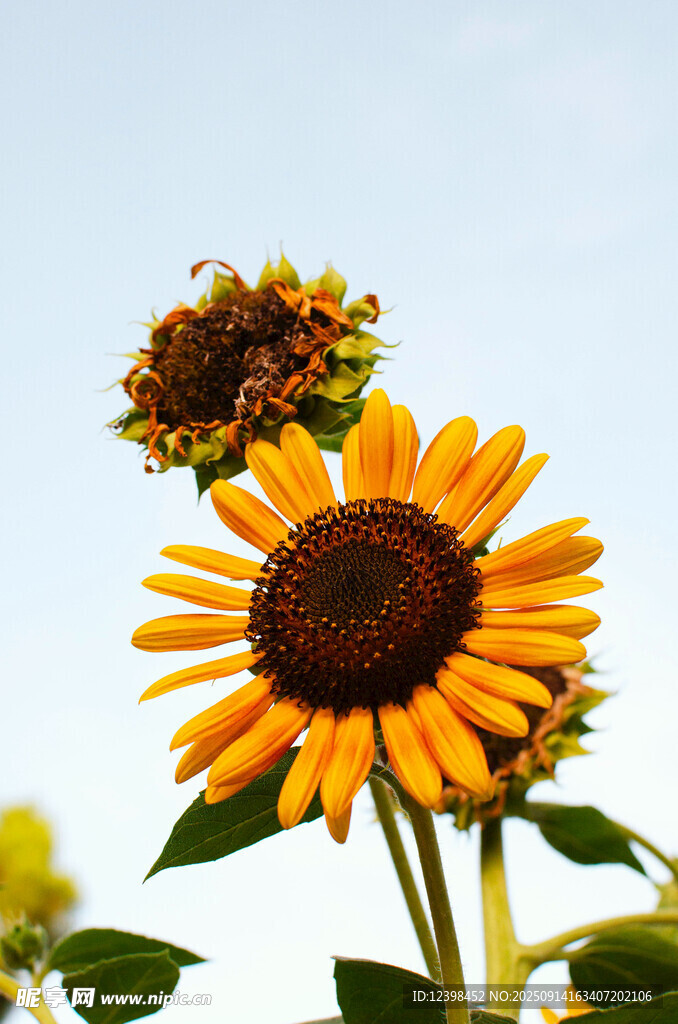 阳光下绽放的向日葵