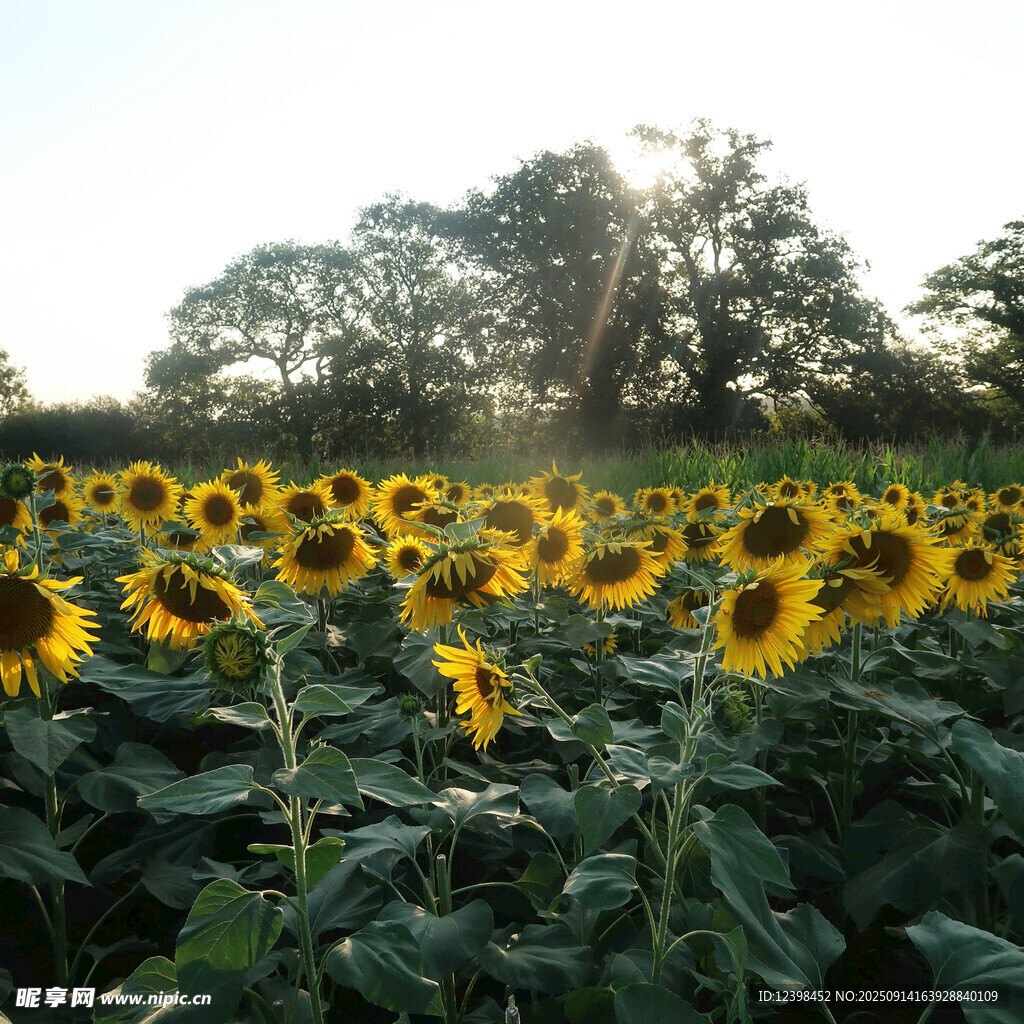 向日葵田的美好光影