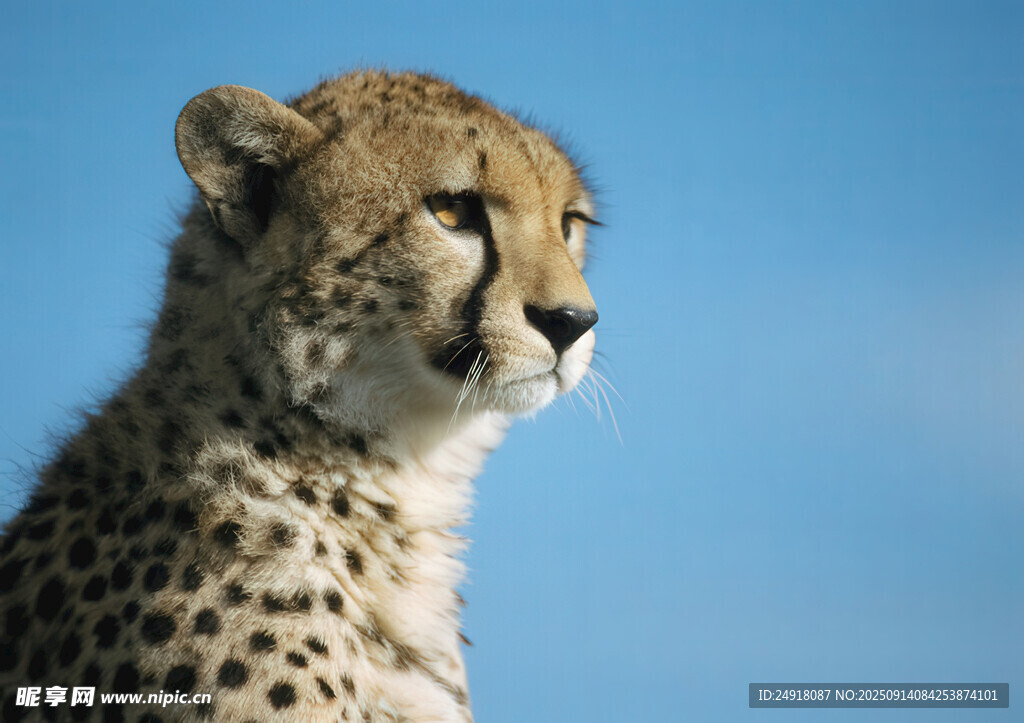 凝视蓝天的猎豹