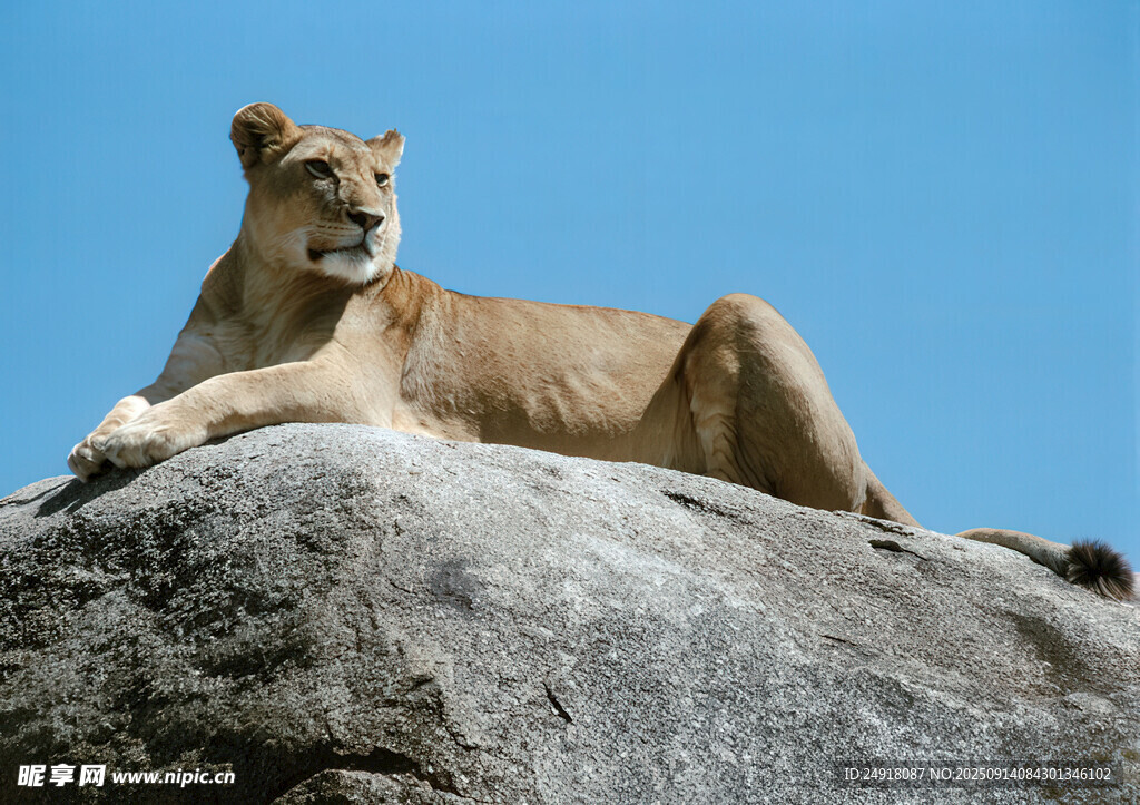 岩石上休憩的母狮